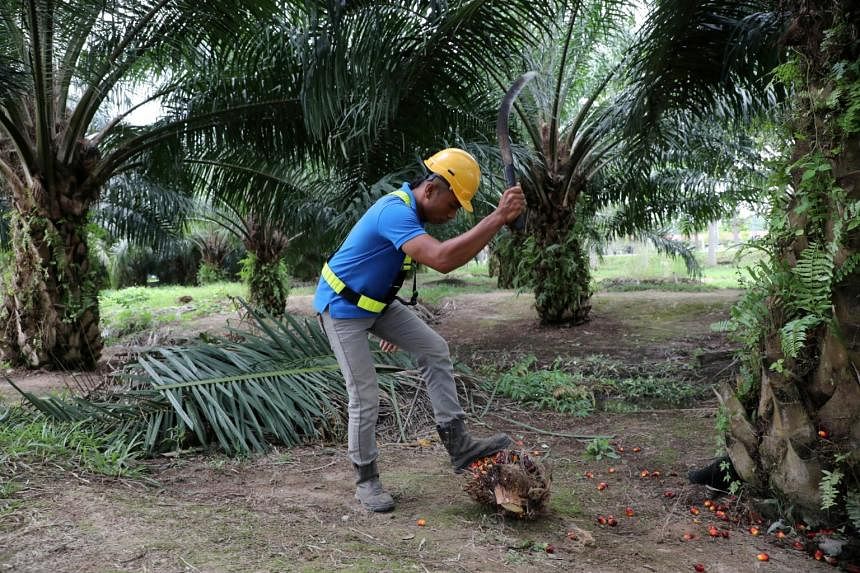 Ferrero akan berhenti membeli minyak sawit dari Sime Darby Malaysia karena masalah tenaga kerja