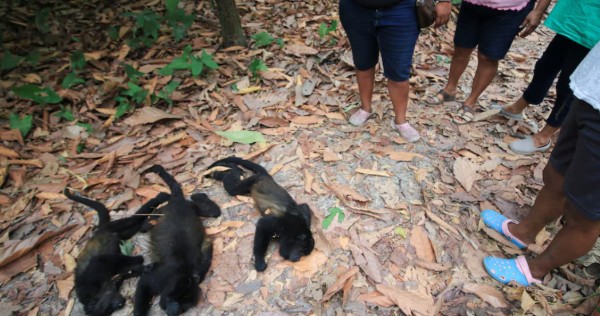 Monyet-monyet howler Meksiko jatuh mati saat jumlah korban panas meningkat, World News