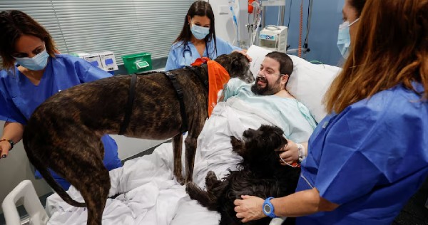 Rumah sakit Spanyol mendaftarkan anjing terapi untuk meningkatkan moral pasien ICU, World News